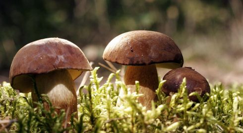Россиянам рассказали, какие грибы можно собирать до наступления холодов
