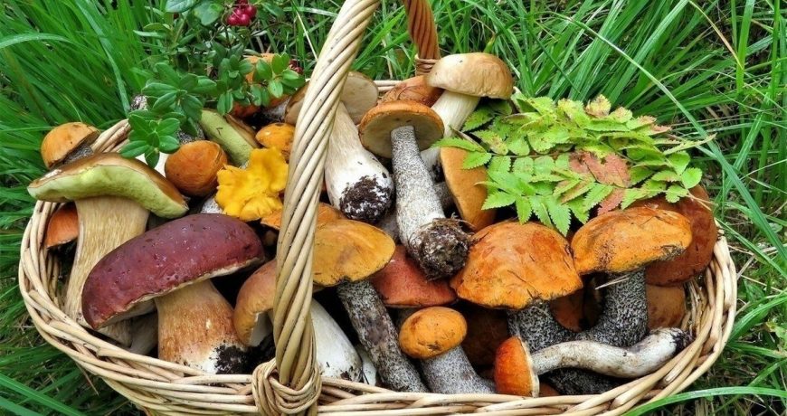 Какие грибы можно собирать в Подмосковье в июне 2023 года: мнение автора «грибных прогнозов»