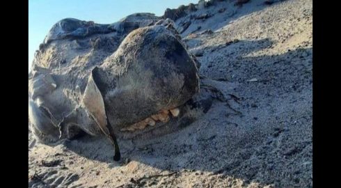 На сахалинском побережье обнаружили останки неизвестного существа