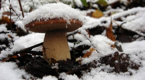 На заметку охотникам за грибами: что можно собирать даже в зимний период
