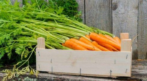 Ключ к успешному урожаю: чем подкармливать морковь в июле