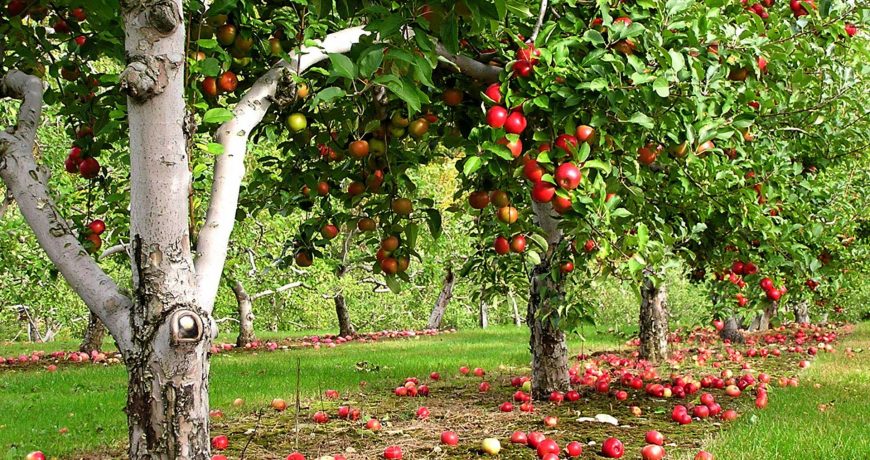 Россиянам рассказали, когда законно можно срывать плоды с деревьев соседей
