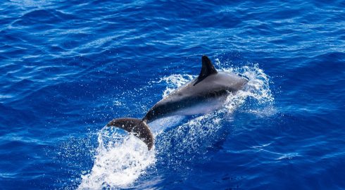 В Крыму директор дельфинария выбросил в открытое море четырех дрессированных афалин
