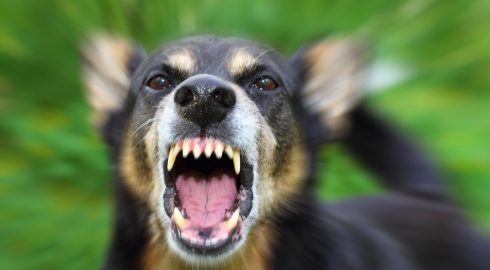 Лай собак может стать поводом для обращения в суд: что произошло в Липецке