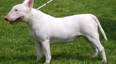 В Госдуме обсуждают закон о штрафах за выгул собак без ошейника