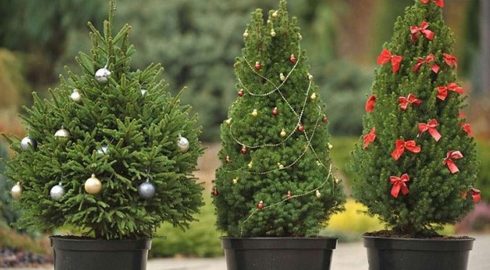 О значении вечнозеленых растений для человека будут говорить в праздник 19 декабря 2023 года