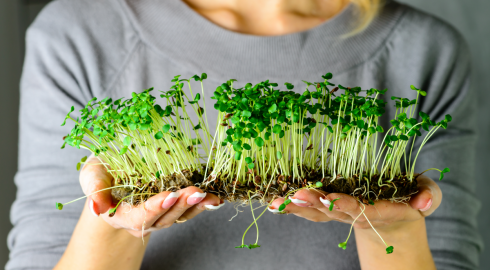 Какие культуры микрозелени можно выращивать, чем они полезны и вредны
