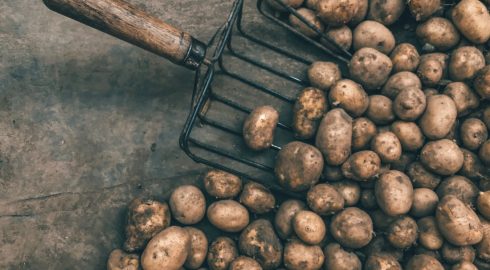Сажаем картофель и делаем это правильно: календарь посадки разных сортов на 2023 год