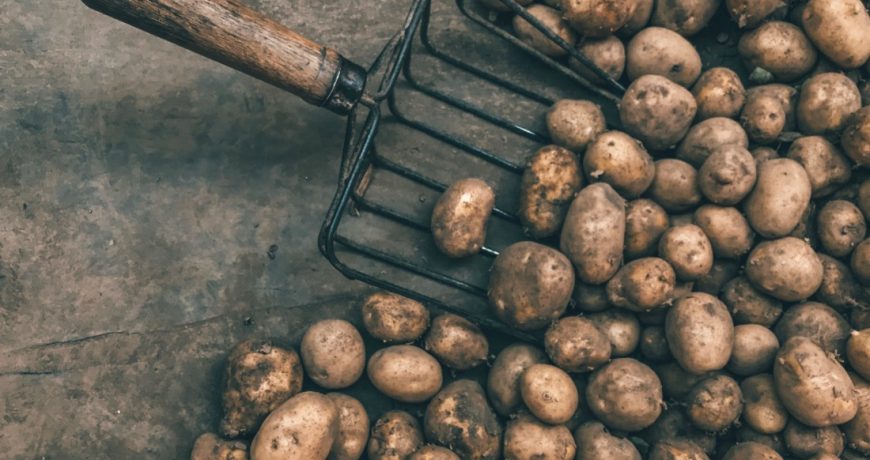 Используем удобрения правильно: как получить богатый урожай картофеля
