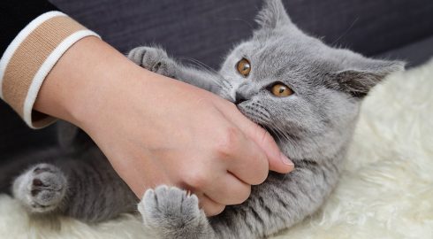 Как не заморить кошку голодом: сколько животное может оставаться без еды без вреда здоровью