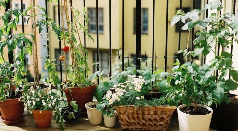 Мечта огородника: как сделать мини-огород на небольшом балконе