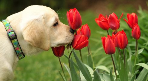 Помним о безопасности животных: почему собака может отравиться праздничными тюльпанами