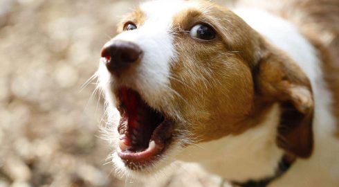 Законопроект о штрафах для владельцев собак: сколько придётся платить за питомцев