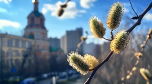 Вербное воскресенье: традиции, приметы и запреты одного из самых светлых праздников весны