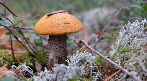 В РФ будут лишать свободы на срок от шести до девяти лет за сбор краснокнижных грибов и растений