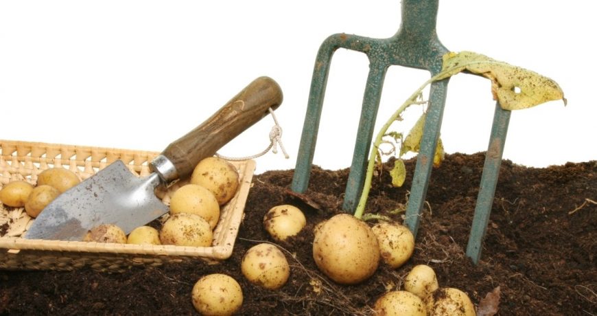 Когда копать картошку и собирать урожай: прогноз погоды для дачников на сентябрь 2023 года