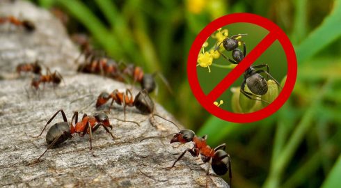 Избавляемся от муравьев и делаем это правильно: самые эффективные способы