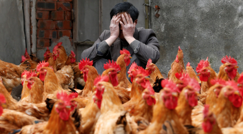 Китайская угроза: что известно о новом вирусе птичьего гриппа H3N8