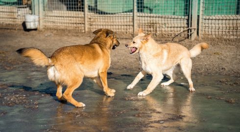 Депутаты Госдумы могут дать «зелёный свет» на уничтожение бездомных собак