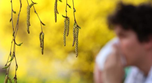 Советы аллергикам: как защититься от цветения деревьев