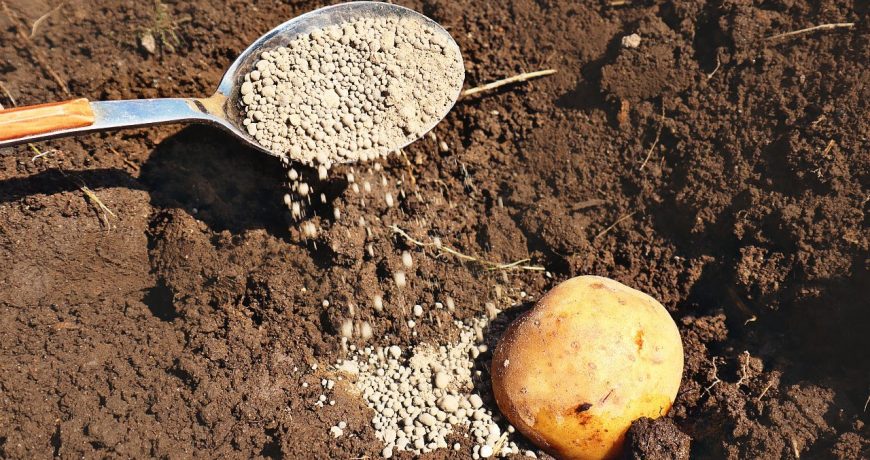 Как повысить урожайность картофеля, какое удобрение использовать при посадке