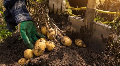 Традиции и запреты Николы Летнего: можно ли 22 мая 2024 года сажать картошку и огурцы
