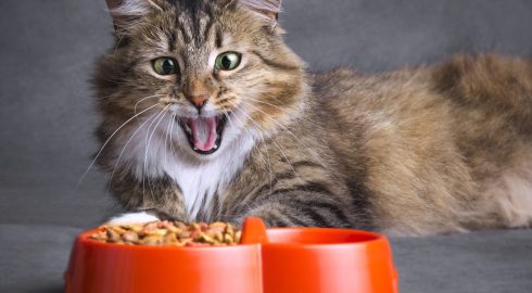 Лучшие и худшие корма для кошек: эксперты Роскачества опубликовали свой рейтинг