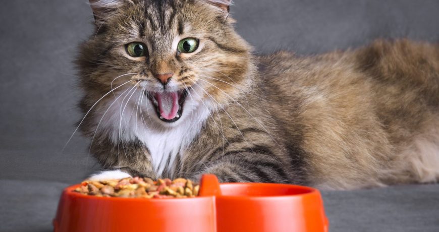 Лучшие и худшие корма для кошек: эксперты Роскачества опубликовали свой рейтинг