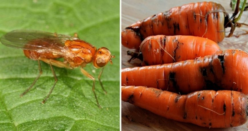 Чем опасны луковая и морковная муха, как с ними бороться