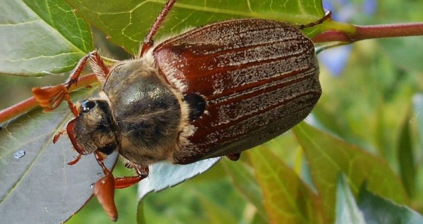 Майский жук не страшен: как защитить растения от вредителя