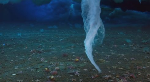 Загадки Антарктики: подо льдом жизнь жителей глубин забирают «пальцы смерти»