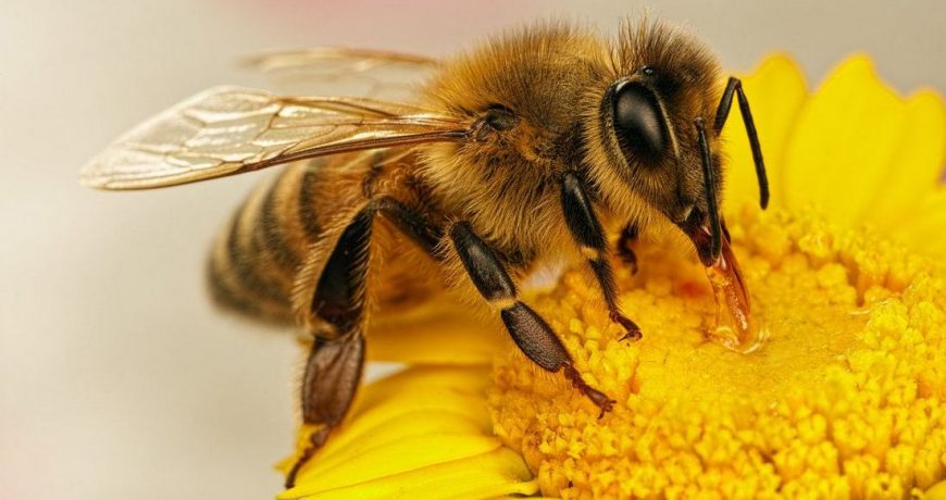 Что делать, если укусила пчела: как этого избежать и защитить себя и близких
