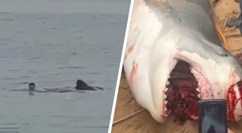 Акула-людоед: как выглядит хищник, который напал на россиянина в Египте