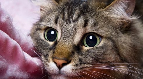 Стерилизация кошек без скальпеля: разработан новый безболезненный метод