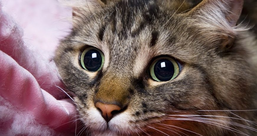 Стерилизация кошек без скальпеля: разработан новый безболезненный метод