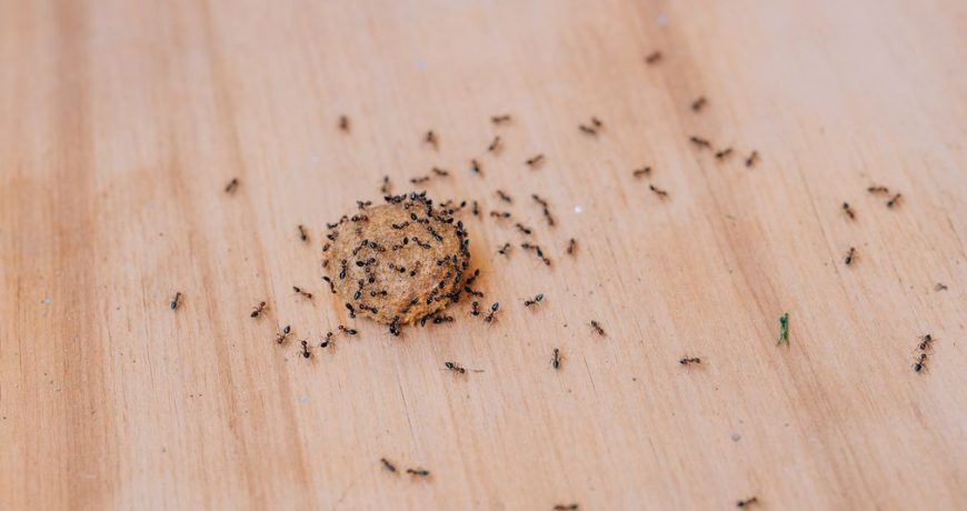 Причина появления насекомых в доме: почему они так и лезут в ваше личное пространство