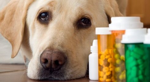 Тревожные ветеринарные новости: что происходит с препаратами для животных