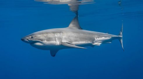 Кругосветная экспедиция Russian Ocean Way атакована акулами: что известно об инциденте