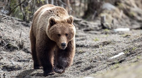 У россиян, которые отравились мясом медведя, обнаружили страшную болезнь