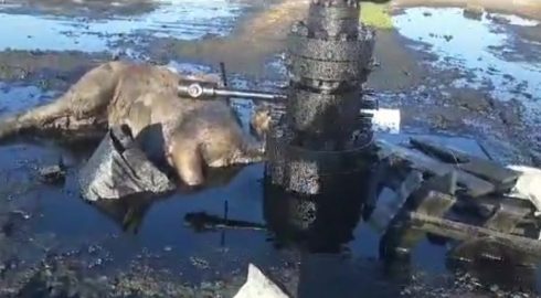 Животные Магистаутской области Казахстана гибнут из-за разлива нефти