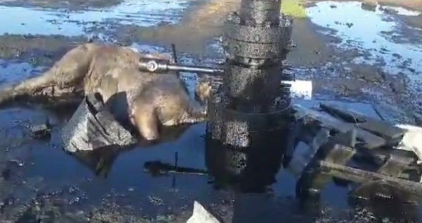 Животные Магистаутской области Казахстана гибнут из-за разлива нефти