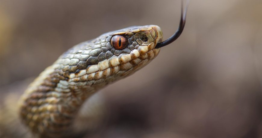Опасность ядовитых змей: что делать, если вас укусила гадюка