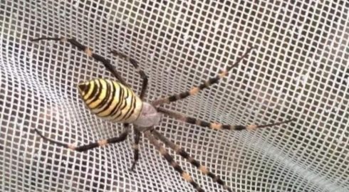 Атака пауков на Москву: опасны ли появившиеся в столичном регионе пауки-осы