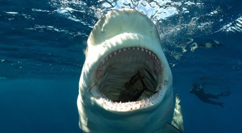 Новые нападения акул: опасно ли теперь отдыхать на курортах Египта
