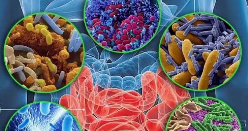Мифы о микрофлоре развенчаны: британские ученые рассказали о микробах в кишечнике