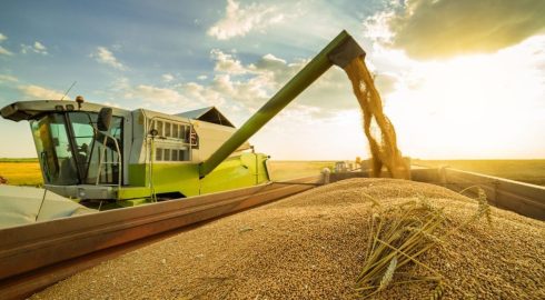 Замена российской пшенице: какую альтернативу нашел Египет