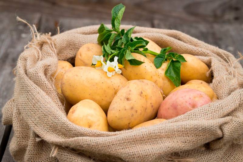 Время сбора урожая 2023: дачникам напомнили, когда именно надо копать картошку