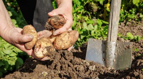 Время сбора урожая 2023: дачникам напомнили, когда именно надо копать картошку