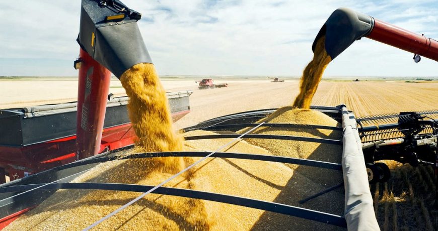 Конфликт вокруг украинской пшеницы: кому принадлежит зерно и почему протестуют европейские фермеры