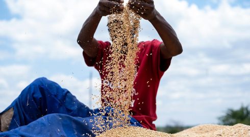 Российское зерно планируют вывезти в Африку на 40 судах